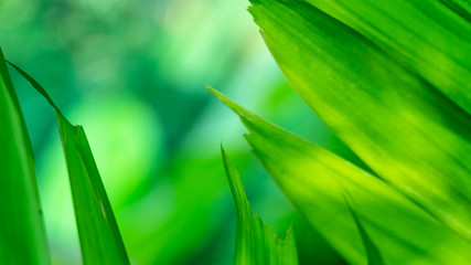 close-up of green palm leaf, Anahaw palm, Java palm
