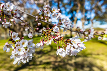 cherry blossoms in spring season