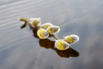 Fototapeta premium Flowering alder buds, backgrounds
