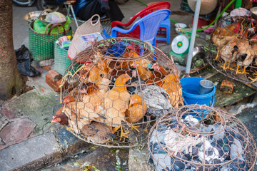 Bird Market Vietnam