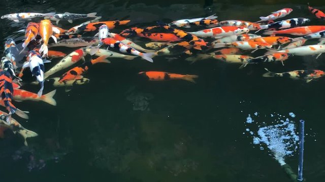 Colorful of Koi fish or carp fish are swimming in the pond garden. Super Slow Motion 240 fps