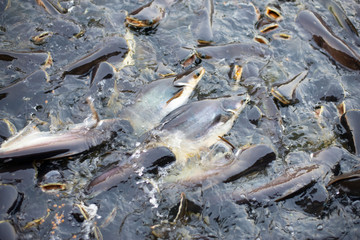 A group of fish that live together densely.