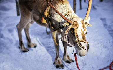 Reindeer standing in farm in Lapland Finland reflex