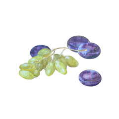  Watercolor green grapes and blue plum isolated on a white background.