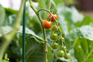 Reife unreife rote grüne Tomaten