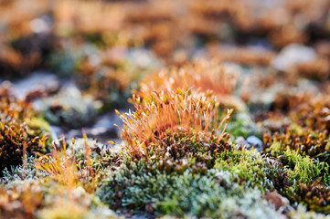 Brilliant red dung moss (Splachnum rubrum)