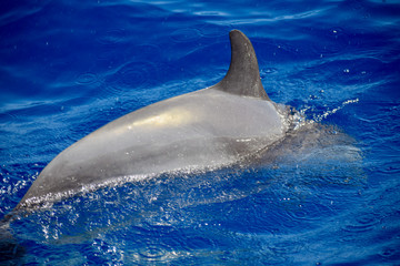 Fototapeta premium dauphin