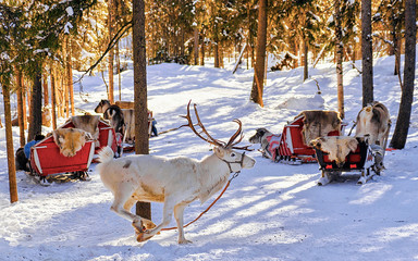 White reindeer jumping in winter farm at Lapland Finland reflex