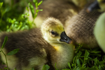 Cute little newborn fluffy gosling. One young yellow baby goose  lying on the grass close-up