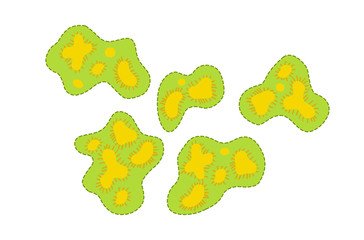 Green bacteria droplets with yellow components inside