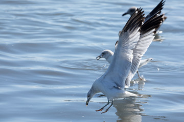 gull feeding