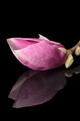Flower of pink Magnolia isolated on black background, reflection