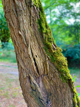 Green moss on a tree trunk