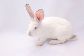 white rabbit on a white background