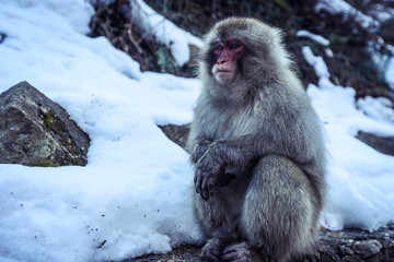 Snow Monkey in the Jigokudani park, Japan