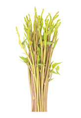 Ipomoea aquatica or Swamp Morning Glory isolated on white background. Clipping path