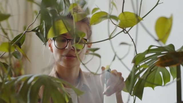 Beautiful female florist in glasses spraying water on mostera leaves while working in tropical plants store