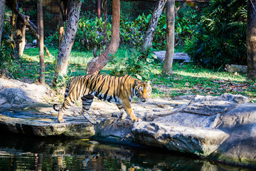 Fototapeta na wymiar a tiger is standing on the timber in the zoo