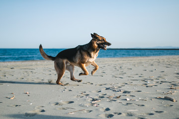 a beautiful purebred german shepherd on a beach in japan looking very serious. the water and sky is blue and the nature is very clean. the german shepherd is black and tan and is very loyal. 