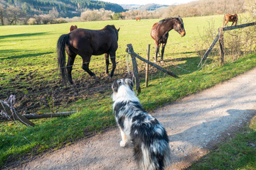 Pferde und Hunde sind gute Freunde