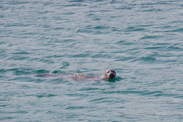 Fototapeta premium Phoque île de Mull