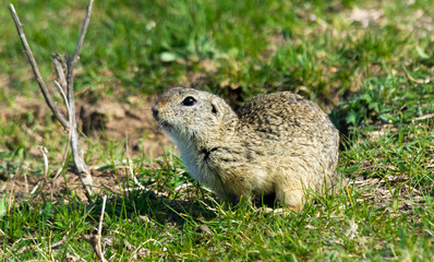 Naklejka na ściany i meble Wild European ground squirrel (Spermophilus citellus), also known as the European Souslik in their habitat. Early spring.
