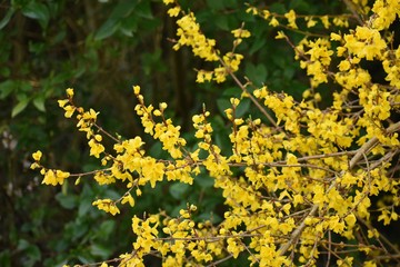 Small and bright yellow flowers of Forsythia Intermedia Spectabilis, in the garden.