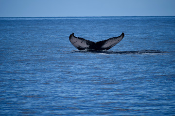 baleine à bosse