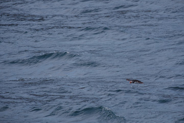 Fototapeta premium Puffins ou Macareux moines