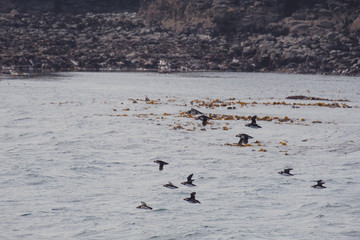 Puffins ou Macareux moines