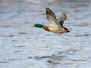 Male Mallard in Flight Over River  