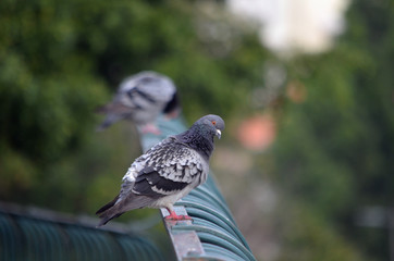 Pigeon on a Fence