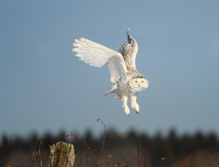 Female Snowy Owl Taking Off From  Fence Post in Winter