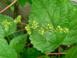 laportea in the nature background. This plant can cause itching if we touch it.