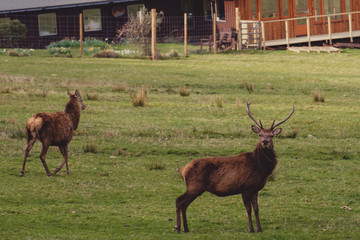 Cerfs