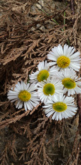 Beautiful white flowers on a dry background