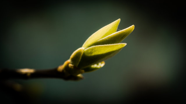 
Lilac Open Bud On Defocused Air Background