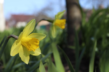 daffodils flowers on the flowerbed in the park 