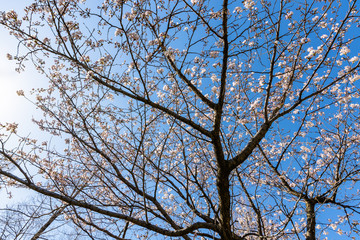 cherry blossoms in spring season