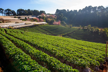 Fototapeta na wymiar A view of Doi Ang Khang Strawberry Farm in the north, Thailand.