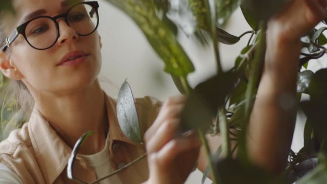 View through green leaves of young beautiful female florist in glasses examining plants, then looking at camera with smile and going away while working in houseplant shop