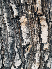 wooden texture of tree 