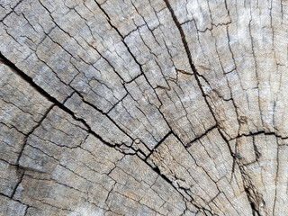 wooden texture of tree 