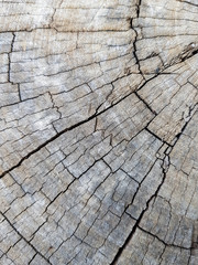 wooden texture of tree 