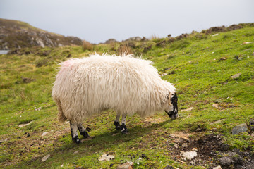 Sheep along the famous Sliabh Liag Cliffs in Donegal, Ireland