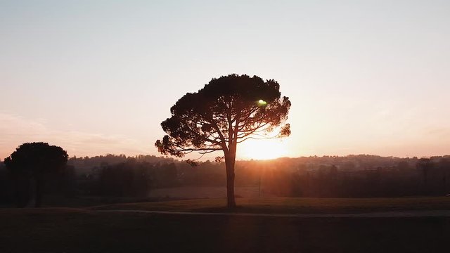 Albero nella campagna del nord Italia vista dal drone