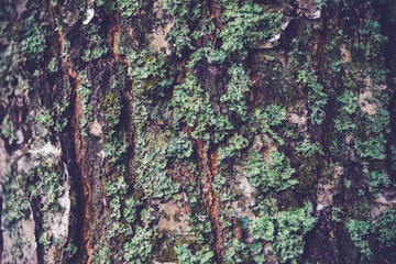 Close-up of a moss covered tree bark