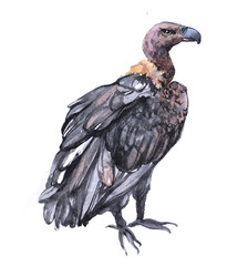 Watercolor vulture   bird animal on a white background illustration
