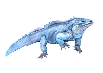 Watercolor  iguana animal on a white background illustration
