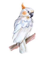 Watercolor cockatoo  bird animal on a white background illustration  © PYRAMIS